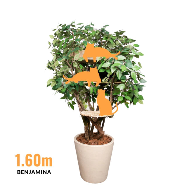 1.6m Natural Tree Cat Tower with Real Wood Trunks & Sisal Platforms