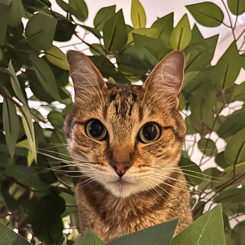 1.6m Natural Tree Cat Tower with Real Wood Trunks & Sisal Platforms