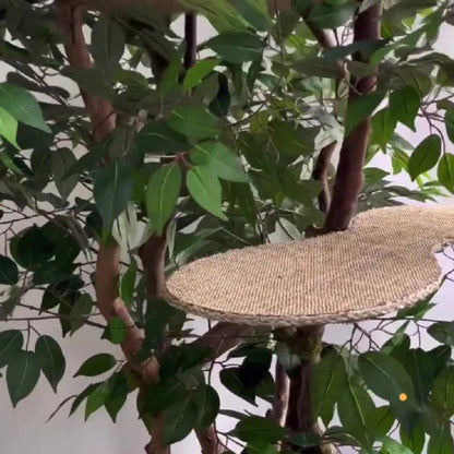 1.6m Natural Tree Cat Tower with Real Wood Trunks & Sisal Platforms